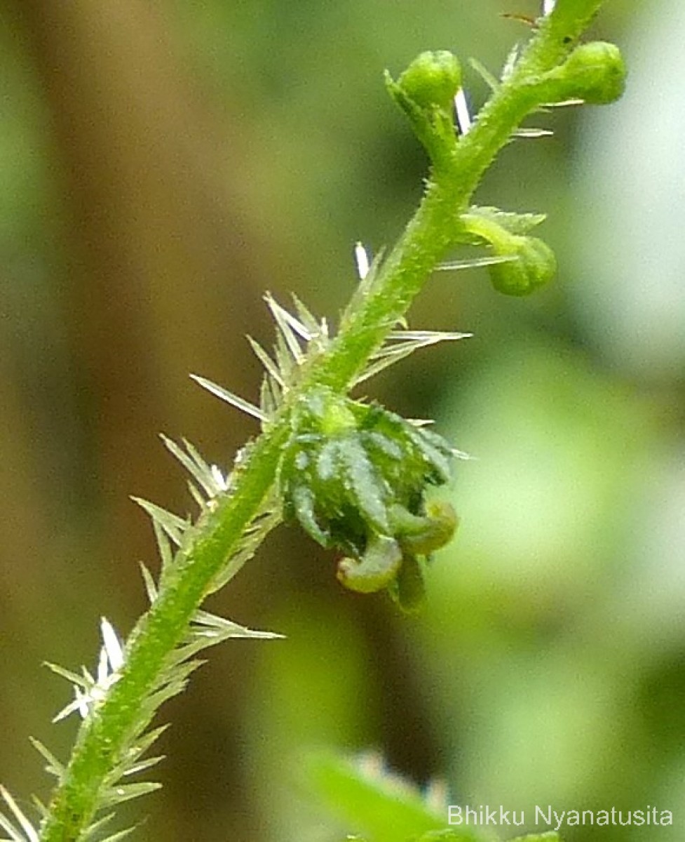 Tragia involucrata L.